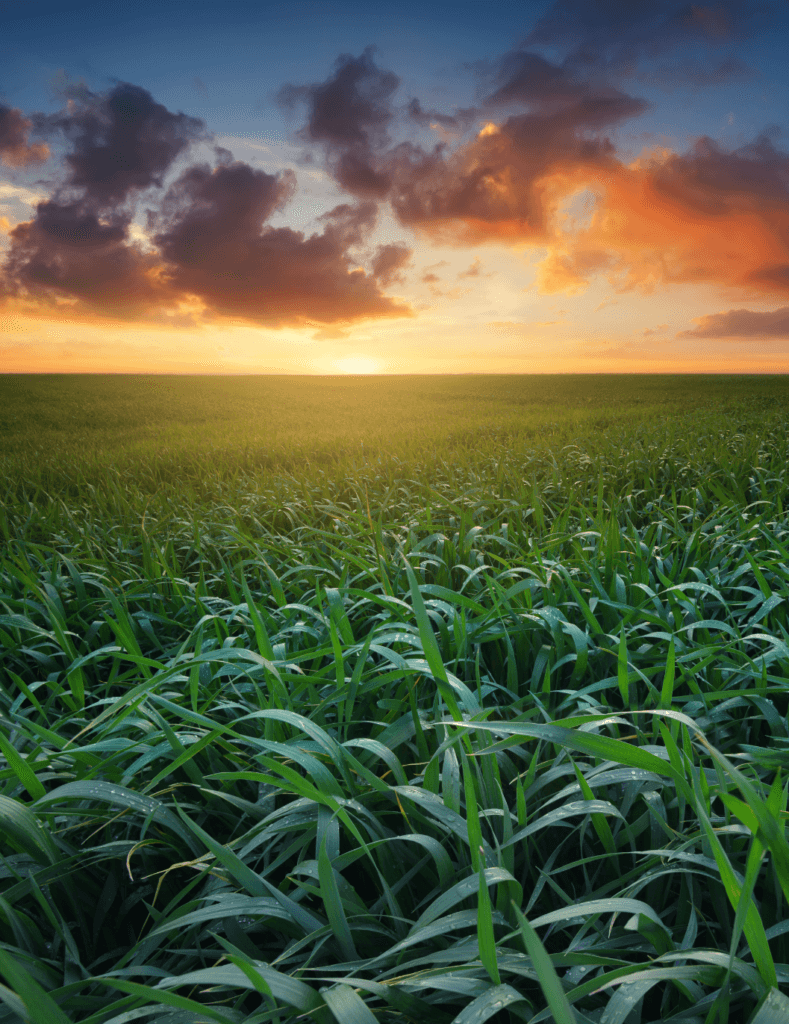 agriculture régénérative